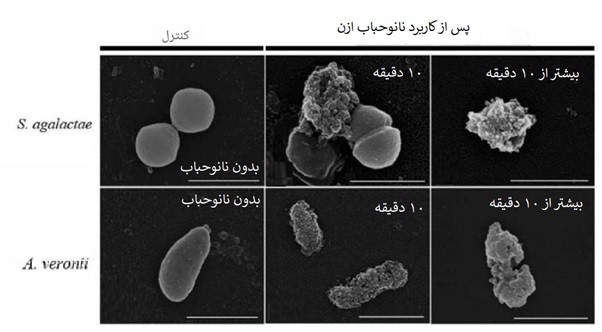 شکل 5 : تاثیر نانوحباب ازن بر حذف باکتری‌های S. agalactiae  و A. veronii